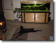 Dobermann, Doberman