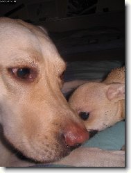 Chihuahua