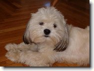 Lhasa Apso