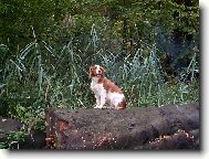 Welsh springer spaniel \(Dog standard\)