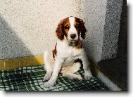 Welsh springer spaniel \(Dog standard\)