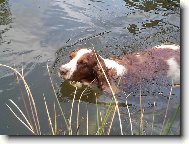 Welsh springer spaniel \(Dog standard\)