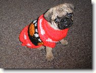 Pug