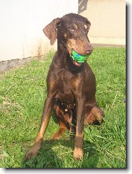 Dobermann, Doberman