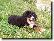 Berner Sennenhund