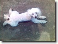Toy Poodle