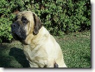 English Mastiff