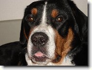 Grosser Schweizer Sennenhund