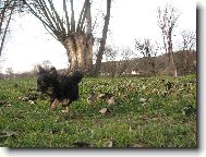Chihuahua