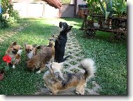 Chihuahua
