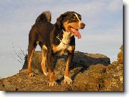 Appenzeller Sennenhund