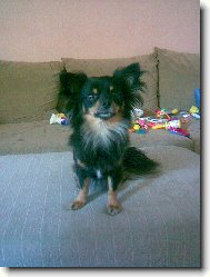 Chihuahua