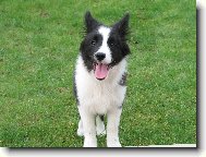 Border Collie