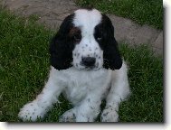 English Cocker Spaniel