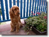 English Cocker Spaniel