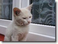 Turkish Angora