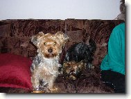 Jorkšírský terier, Yorkshire Terrier,