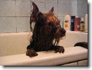 Jorkšírský terier, Yorkshire Terrier,