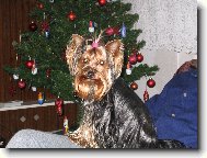 Jorkšírský terier, Yorkshire Terrier,