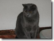 Chartreux cat