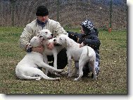 Dogo Argentino