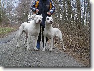 Dogo Argentino