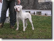 Dogo Argentino