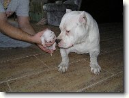 Dogo Argentino