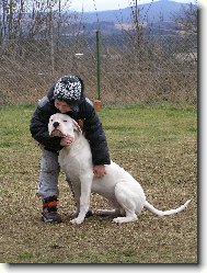 Dogo Argentino