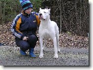 Dogo Argentino