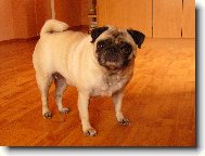 Pug