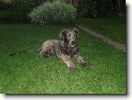 Irish wolfhound \(Dog standard\)
