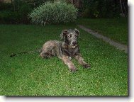 Irish wolfhound \\\\\(Dog standard\\\\\)