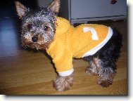 Jorkšírský terier, Yorkshire Terrier,