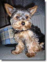 Jorkšírský terier, Yorkshire Terrier,