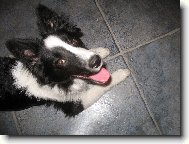 Border Collie