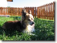 Chihuahua