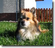Chihuahua