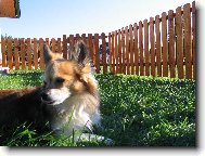 Chihuahua