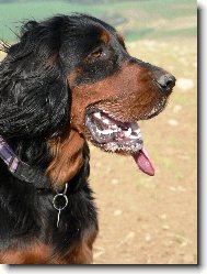 Gordon setter \(Dog standard\)