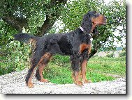 Gordon setter \(Dog standard\)