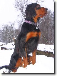 Gordon setter \(Dog standard\)