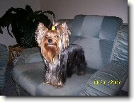 Jorkšírský terier, Yorkshire Terrier,