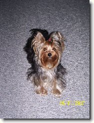 Jorkšírský terier, Yorkshire Terrier,