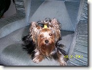 Jorkšírský terier, Yorkshire Terrier,