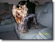 Jorkšírský terier, Yorkshire Terrier,