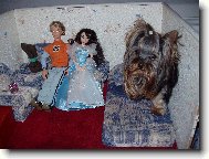 Jorkšírský terier, Yorkshire Terrier,
