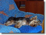 Jorkšírský terier, Yorkshire Terrier,