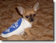 Chihuahua