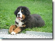 Berner Sennenhund